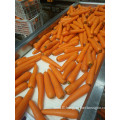 Fresh Carrot with S M L grade export to HK Malaysia  Singapore East South Asia